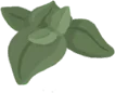 Basil