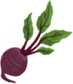Beet