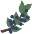 Blueberry