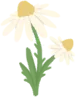 Camomille
