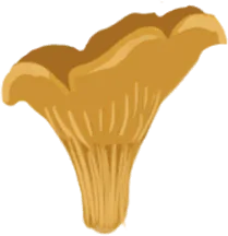 Chanterelle