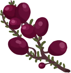 蔓越莓