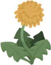 Dandelion