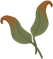 Dread Sorrel