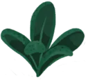 Kale