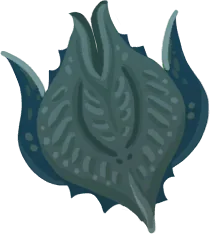Lakedew Lily Seed