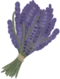 Lavanda