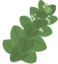 Marjoram