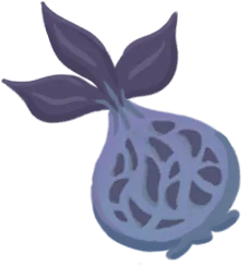Nocturne Squash
