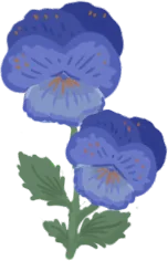 Pansy