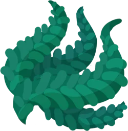 Plaited Kelp