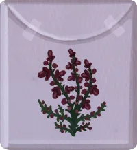 Graines de tinte-rubis