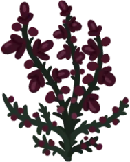 Ruby Bells