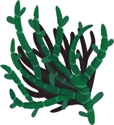 Seebohnen