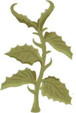Stinging Nettle