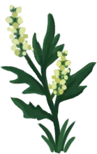 Viperwort